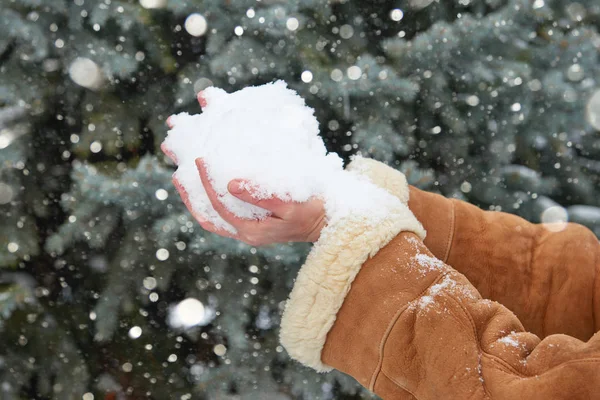 Female hands with a handful of snow, winter outdoor, snowy fir trees in forest — Stock Photo, Image