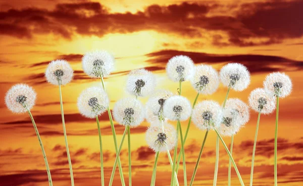 Dandelion flower on sunset sky background. Dark red clouds, beautiful landscape in summer season. — Stock Photo, Image