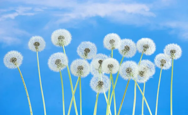 青い空を背景にタンポポの花。明るい雲、夏のシーズンの美しい風景. — ストック写真