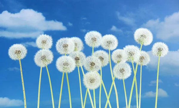 青い空を背景にタンポポの花。明るい雲、夏のシーズンの美しい風景. — ストック写真