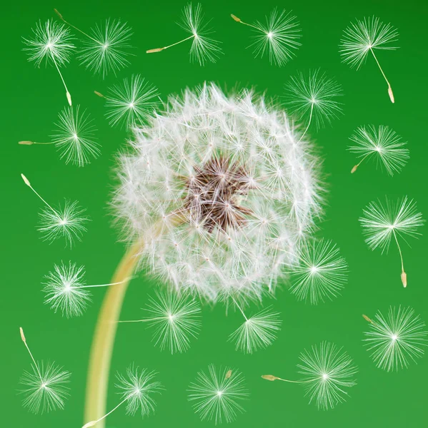 Flor de diente de león con semillas voladoras sobre fondo verde. Un objeto aislado. Concepto primavera . —  Fotos de Stock