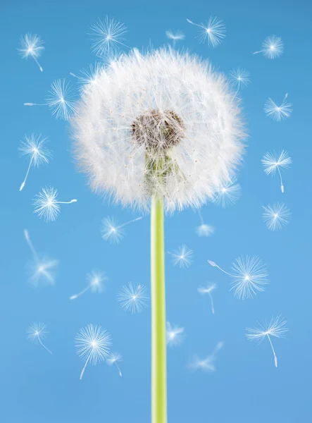 Paardebloem bloem met vliegende zaden op blauwe achtergrond. Één object geïsoleerd. Lente concept. — Stockfoto