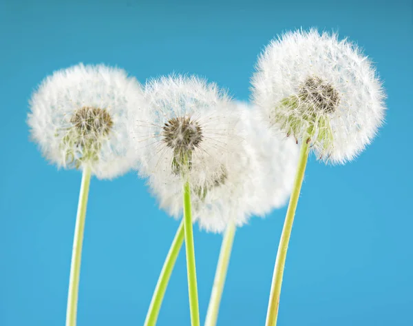 Paardebloem bloem op de hemelachtergrond. Object geïsoleerd op blauw. Lente concept. — Stockfoto