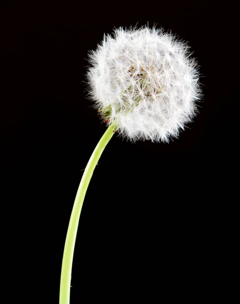 Dandelion flower on black background. One object isolated on dark. — Stock Photo, Image