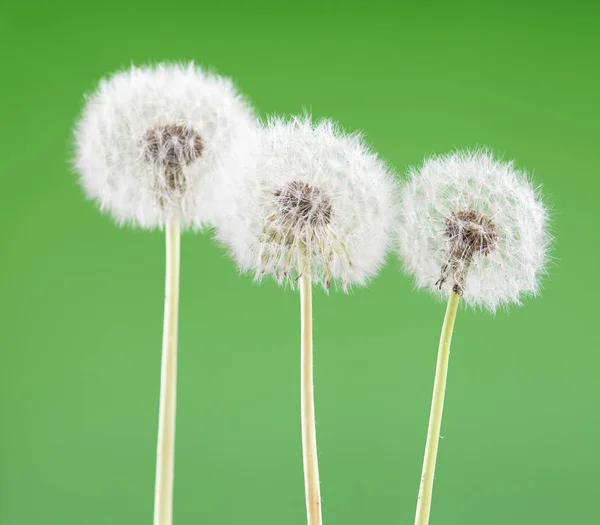 Diente de león sobre fondo verde en blanco, hermosa flor, naturaleza y concepto de primavera . —  Fotos de Stock