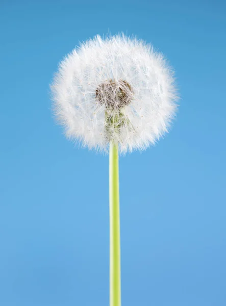 Pitypang virág a kék háttér. Egy objektum és elszigetelt. Tavaszi koncepció. — Stock Fotó