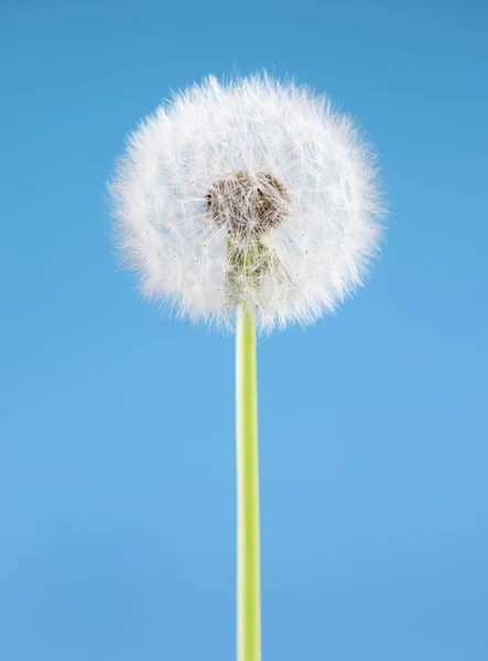 Löwenzahnblüte auf blauem Hintergrund. ein Objekt isoliert. Frühlingskonzept. — Stockfoto