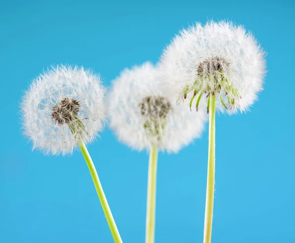 Dandelion flower on sky background. Object isolated on blue. Spring concept. — Stock Photo, Image