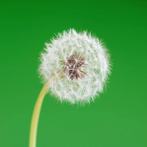 Paardebloem bloem op groene achtergrond. Één object geïsoleerd. Lente concept. — Stockfoto