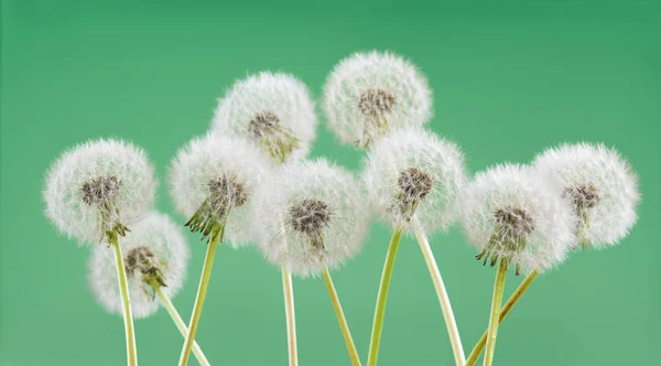 Paardebloem bloem op groene kleur achtergrond, object op lege ruimte achtergrond, de natuur en de lente seizoen concept. — Stockfoto