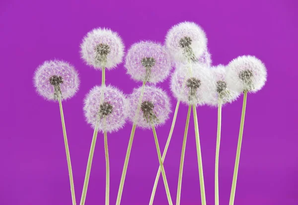 Dandelion flower on pink color background, object on blank space backdrop, nature and spring season concept.