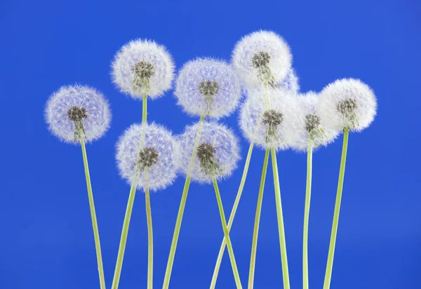 蒲公英的花，蓝色背景，空白的背景、 性质和春天季节概念上的对象. — 图库照片