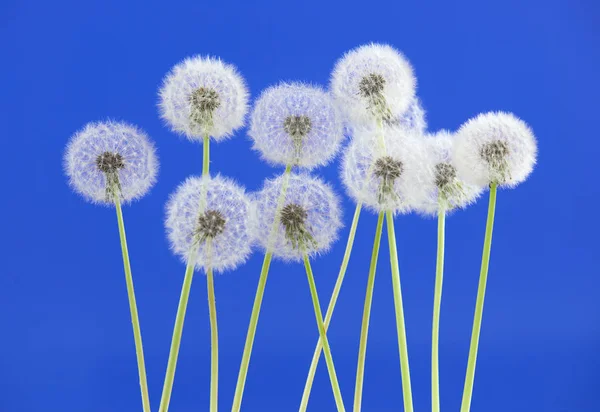 Paardebloem bloem op blauwe kleur achtergrond, object op lege ruimte achtergrond, de natuur en de lente seizoen concept. — Stockfoto