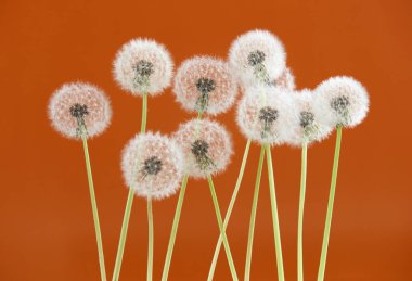 Kahverengi renk arka plan, nesne üzerinde boş alan zemin, doğa ve bahar sezonu kavramı üzerinde Karahindiba çiçeği.