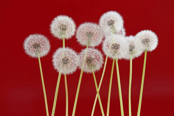 赤い色の背景、空白の背景、自然と春のシーズン コンセプト上のオブジェクトにタンポポの花. — ストック写真