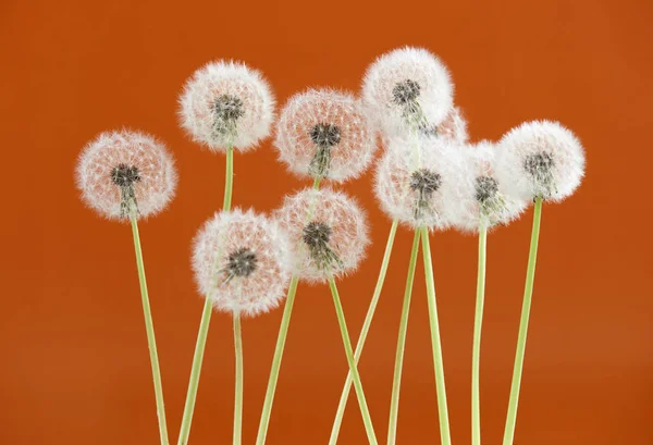 Paardebloem bloem op bruine kleur achtergrond, object op lege ruimte achtergrond, de natuur en de lente seizoen concept. — Stockfoto