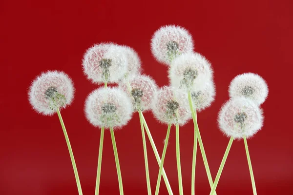 Paardebloem bloem op rode kleur achtergrond, objecten groeperen op lege ruimte achtergrond, de natuur en de lente seizoen concept. — Stockfoto