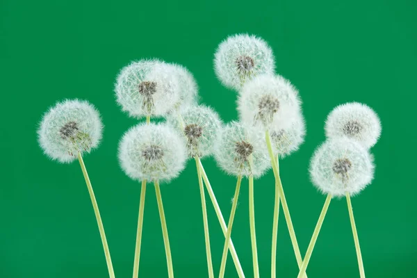 Paardebloem bloem op groene kleur achtergrond, objecten groeperen op lege ruimte achtergrond, de natuur en de lente seizoen concept. — Stockfoto