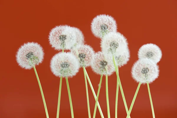 Paardebloem bloem op bruine kleur achtergrond, objecten groeperen op lege ruimte achtergrond, de natuur en de lente seizoen concept. — Stockfoto