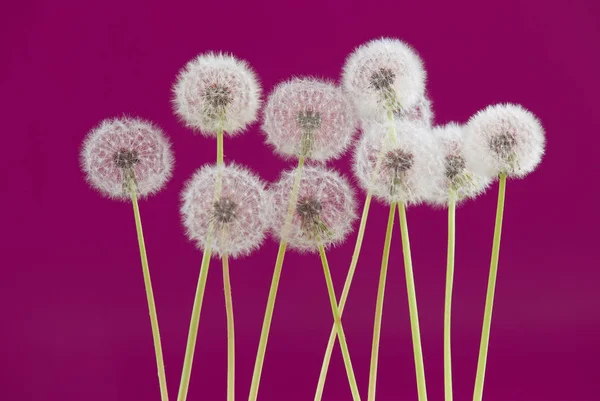紫の色の背景、空白の背景、自然と春のシーズン コンセプト上のオブジェクトにタンポポの花. — ストック写真