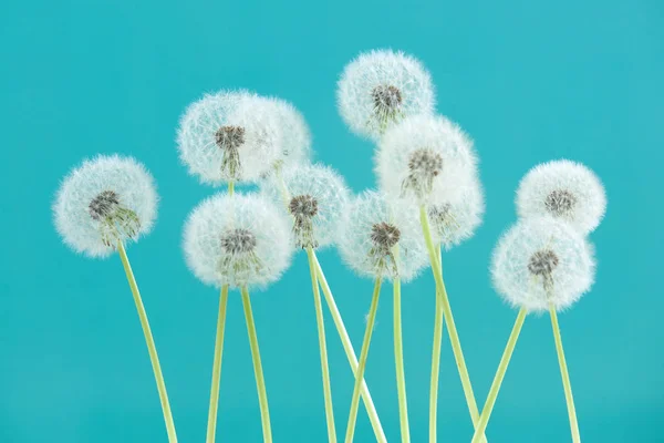 Paardebloem bloem op cyaan kleur achtergrond, objecten groeperen op lege ruimte achtergrond, de natuur en de lente seizoen concept. — Stockfoto