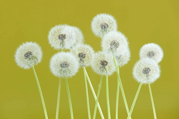 Dandelion flower on yellow color background, group objects on blank space backdrop, nature and spring season concept. — Stock Photo, Image