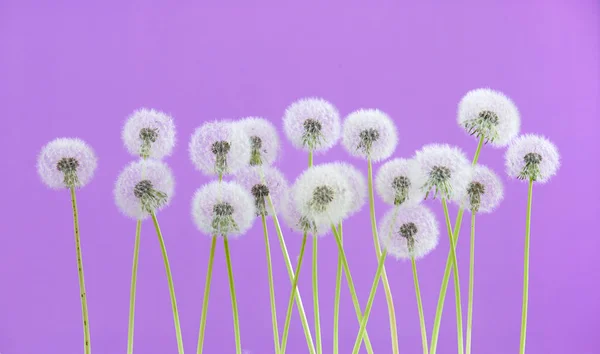 Dandelion flower on purple color background, group objects on blank space backdrop, nature and spring season concept.