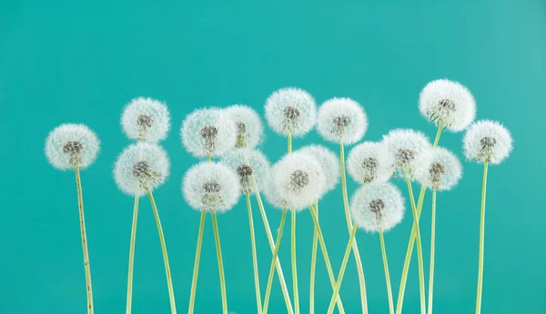 緑の色の背景、空白の背景、自然と春のシーズン コンセプトのグループ オブジェクトにタンポポの花. — ストック写真