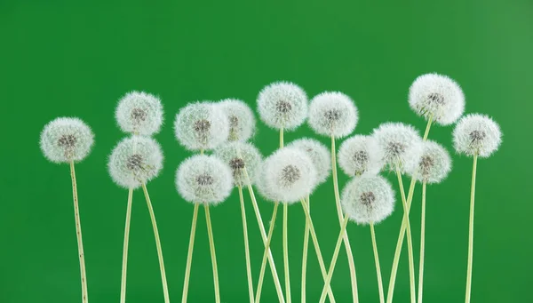 Dandelion flower on green color background, group objects on blank space backdrop, nature and spring season concept.