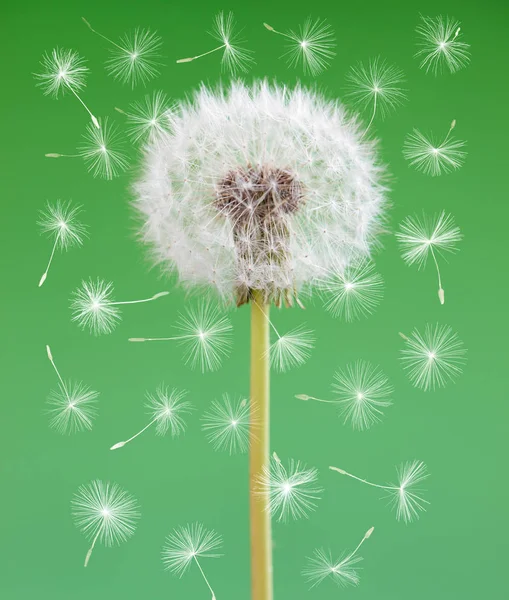 Dandelion flower with flying seeds on green background. One object isolated. Spring concept. — Stock Photo, Image