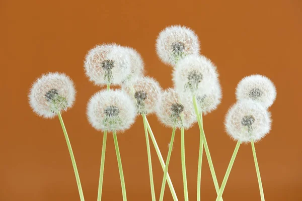 Paardebloem bloem op bruine kleur achtergrond, objecten groeperen op lege ruimte achtergrond, de natuur en de lente seizoen concept. — Stockfoto