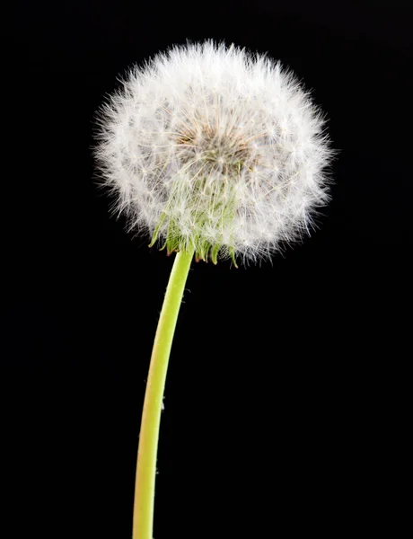 Maskros blomma på svart bakgrund. Ett objekt isolerad på mörk. — Stockfoto