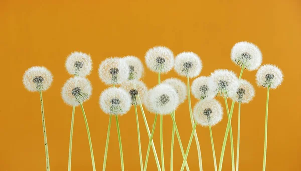 Paardebloem bloem op gele kleur achtergrond, objecten groeperen op lege ruimte achtergrond, de natuur en de lente seizoen concept. — Stockfoto