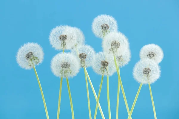 Paardebloem bloem op blauwe kleur achtergrond, objecten groeperen op lege ruimte achtergrond, de natuur en de lente seizoen concept. — Stockfoto