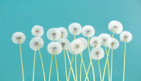 Paardebloem bloem op groene kleur achtergrond, objecten groeperen op lege ruimte achtergrond, de natuur en de lente seizoen concept. — Stockfoto