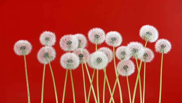Πικραλίδα λουλούδι σε κόκκινο χρώμα φόντου, άνοιξη σεζόν έννοια. αντικείμενο στον κενό χώρο σκηνικό — Φωτογραφία Αρχείου