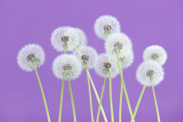 Dandelion flower on purple color background, group objects on blank space backdrop, nature and spring season concept.