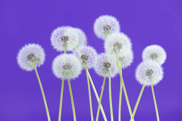 Paardebloem bloem op blauwe kleur achtergrond, objecten groeperen op lege ruimte achtergrond, de natuur en de lente seizoen concept. — Stockfoto