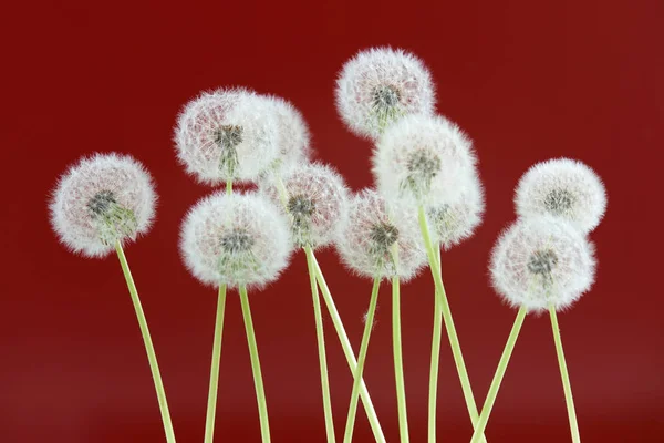 Paardebloem bloem op rode kleur achtergrond, objecten groeperen op lege ruimte achtergrond, de natuur en de lente seizoen concept. — Stockfoto