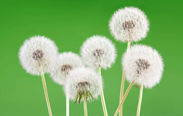 Paardebloem op lege groene achtergrond, mooie bloem, natuur en het voorjaar concept. — Stockfoto