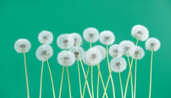 緑の色の背景、空白の背景、自然と春のシーズン コンセプトのグループ オブジェクトにタンポポの花. — ストック写真