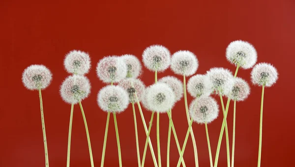 Paardebloem bloem op rode kleur achtergrond, voorjaar seizoen concept. object op de achtergrond van de lege ruimte — Stockfoto