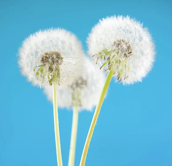 Flor de diente de león en el fondo del cielo. Objeto aislado en azul. Concepto primavera . —  Fotos de Stock