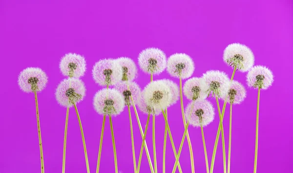 Квітка кульбаби на фіолетовому кольорі, групові об'єкти на порожньому фоні простору, концепція природи та весняного сезону . — стокове фото