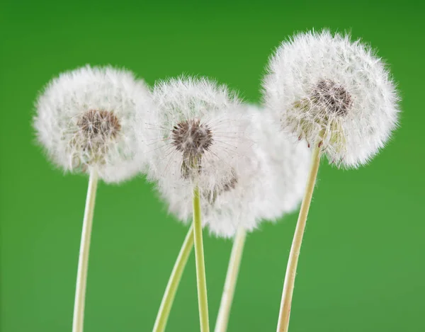 Paardebloem op lege groene achtergrond, mooie bloem, natuur en het voorjaar concept. — Stockfoto