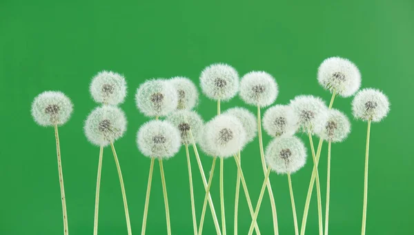 Pitypang virág, zöld színű háttér, üres hátteret, a természet és a tavaszi szezonban koncepció az oldalcsoport-objektumok. — Stock Fotó