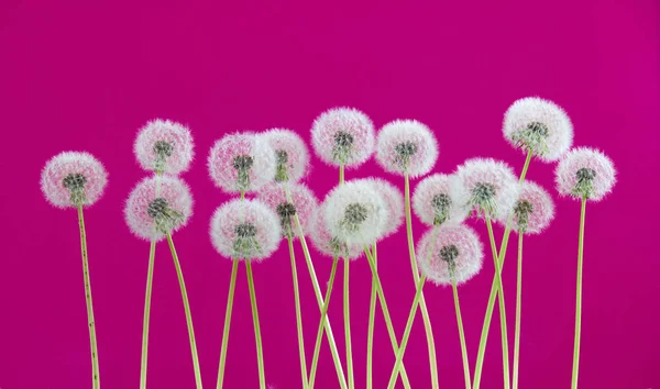 Paardebloem bloem op roze kleur achtergrond, object op lege ruimte achtergrond, de natuur en de lente seizoen concept. — Stockfoto