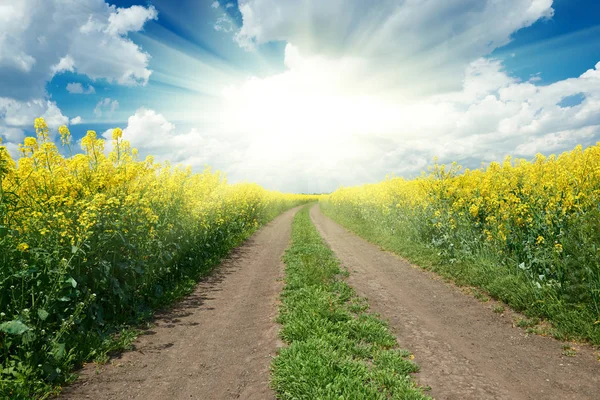 Дорога в желтом цветочном поле, солнце на горизонте, красивый весенний пейзаж — стоковое фото