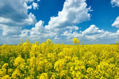 Sarı çiçek alan, güzel bahar manzara