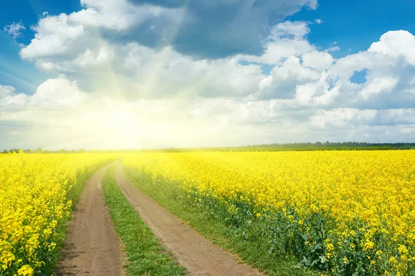 Дорога в желтом цветочном поле, красивый весенний пейзаж — стоковое фото